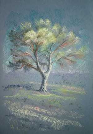 Grasslands Oak
